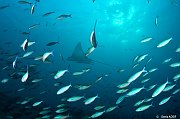 Poissons cartilagineux - Sharks and rays